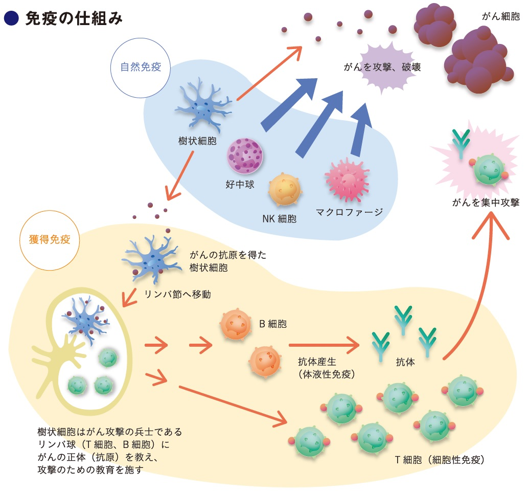 免疫の仕組み - 免疫療法コンシェルジュ